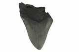 Partial, Fossil Megalodon Tooth - South Carolina #240137-1